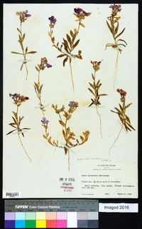 Phlox drummondii subsp. mcallisterii image