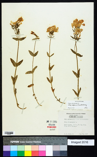 Phlox divaricata subsp. laphamii image