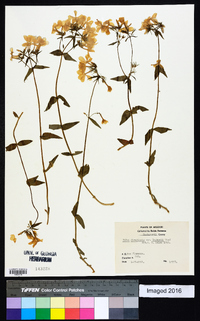 Phlox divaricata subsp. laphamii image