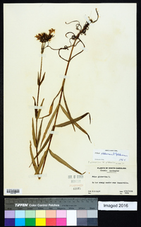 Phlox glaberrima image