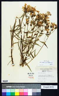 Phlox glaberrima image