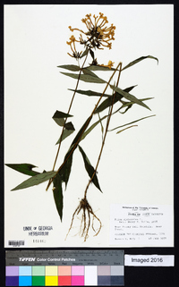 Phlox glaberrima image