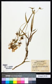 Phlox glaberrima image