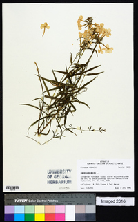 Phlox glaberrima image