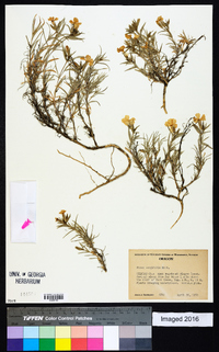 Phlox longifolia image