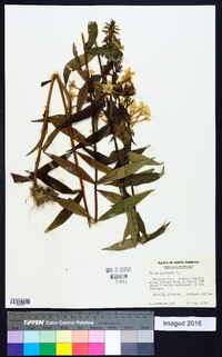 Phlox maculata image