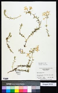 Phlox nivalis image