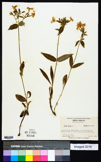 Phlox ovata image