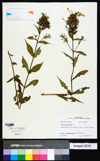 Phlox paniculata image