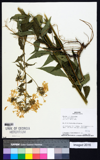 Phlox paniculata image