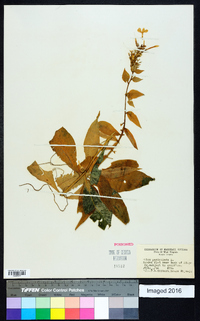 Phlox paniculata image