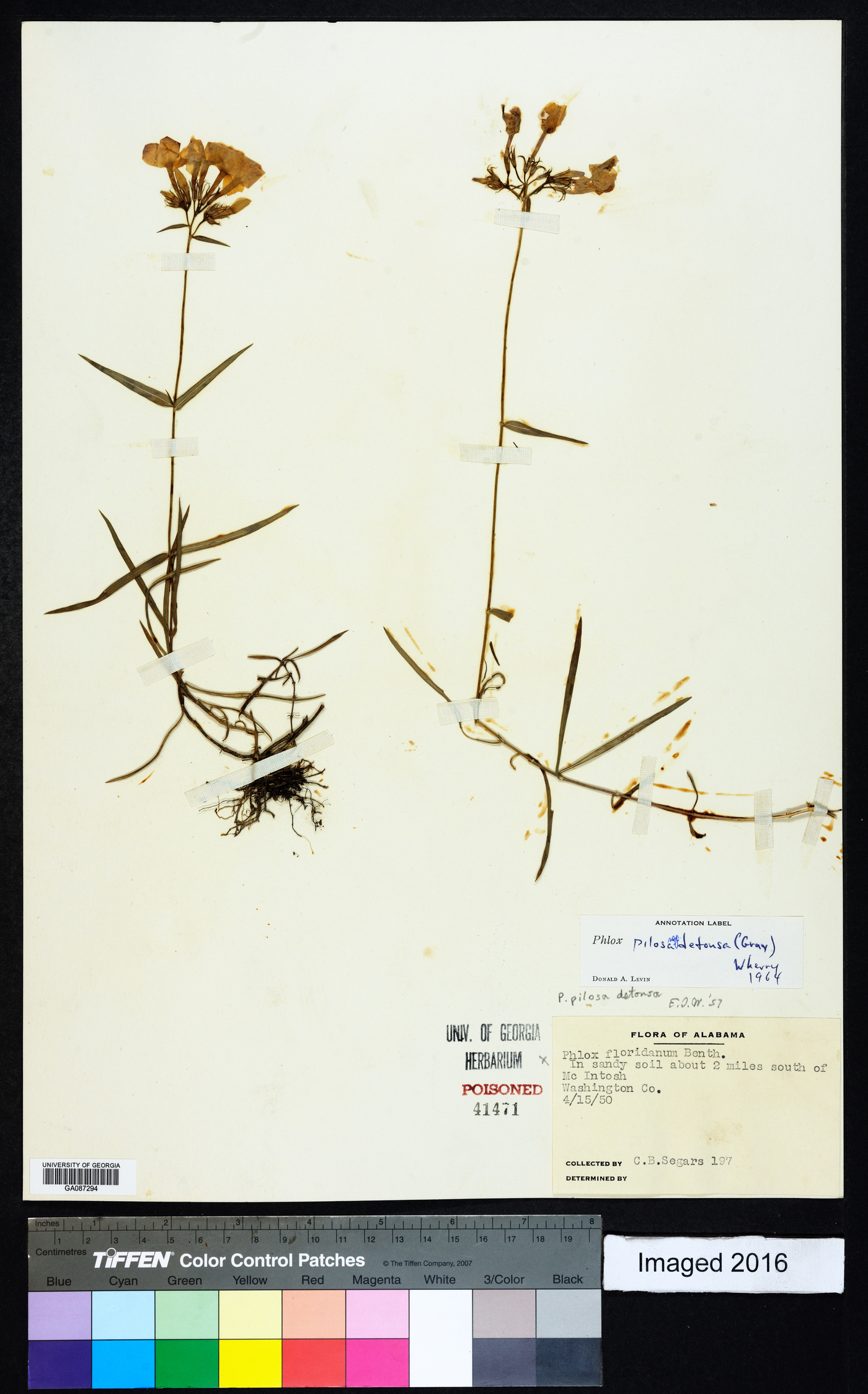 Phlox pilosa subsp. detonsa image