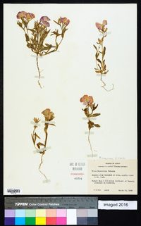 Phlox roemeriana image