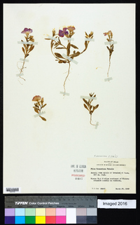 Phlox roemeriana image