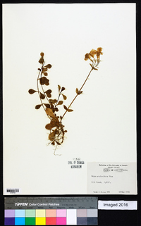 Phlox stolonifera image