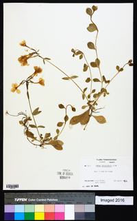 Phlox stolonifera image