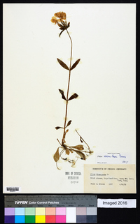 Phlox stolonifera image