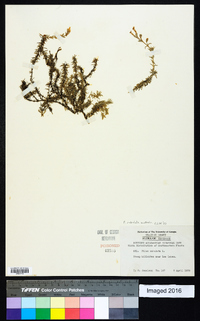 Phlox subulata image