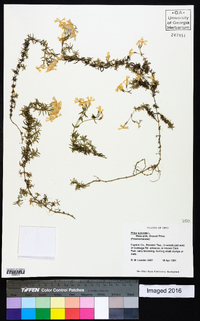 Phlox subulata image