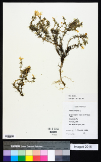 Phlox subulata image