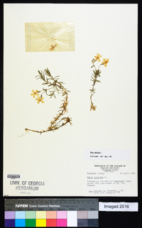 Phlox subulata image