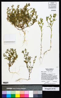 Phlox gracilis image