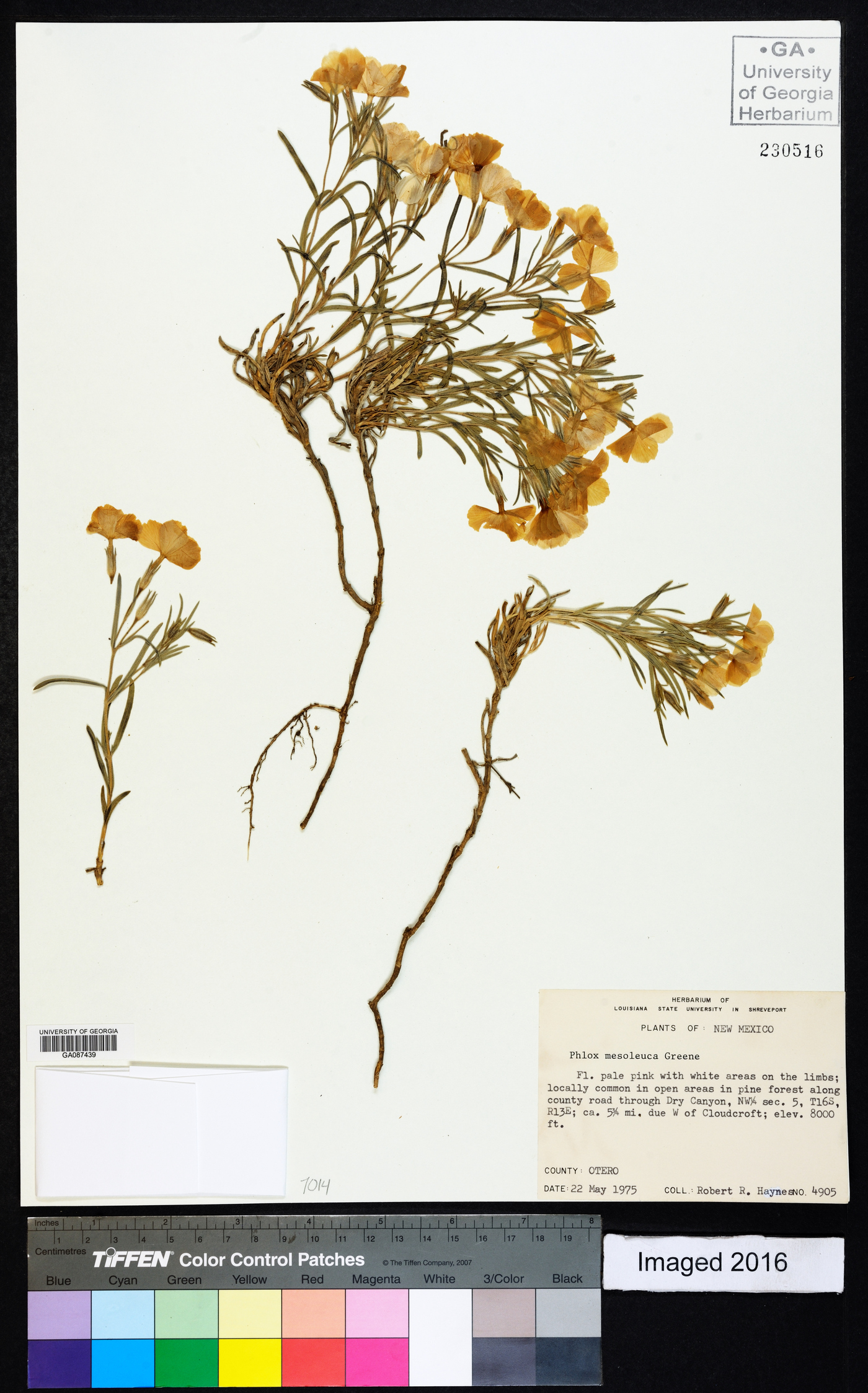 Phlox mesoleuca image
