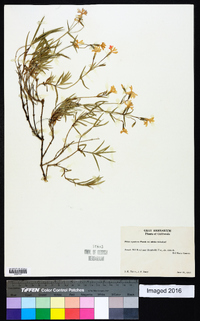 Phlox speciosa subsp. nitida image