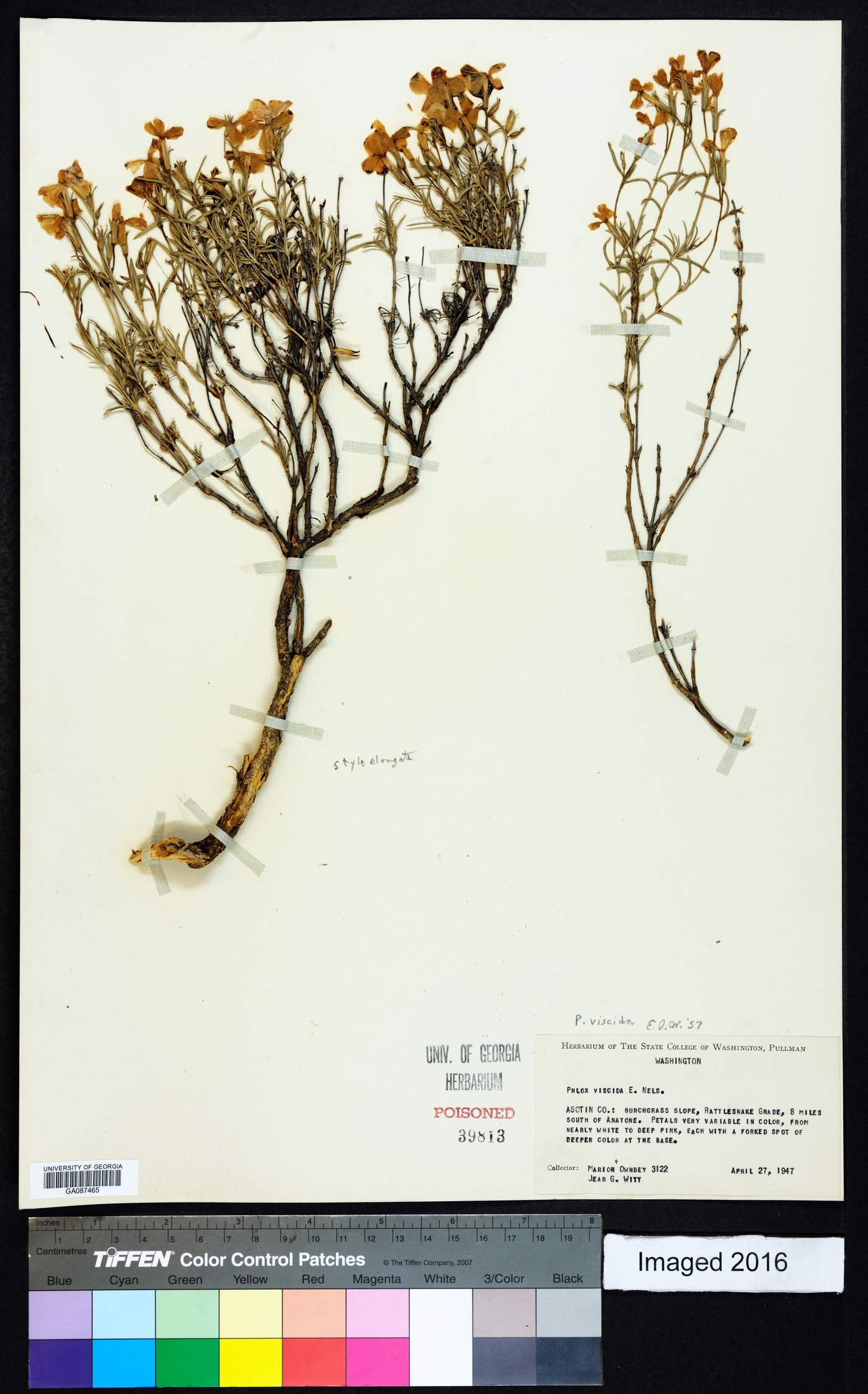 Phlox viridis image
