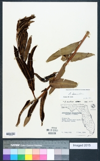 Acrostichum danaeifolium image