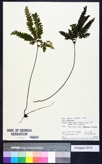 Adiantum hispidulum image