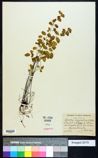 Adiantum emarginatum image