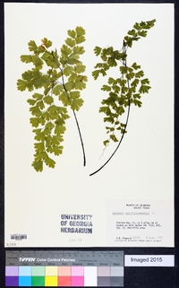 Adiantum capillus-veneris image