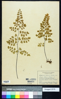 Adiantum capillus-veneris image