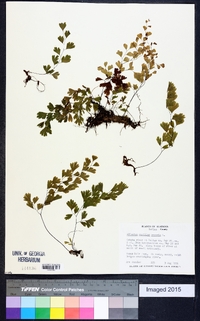 Adiantum capillus-veneris image