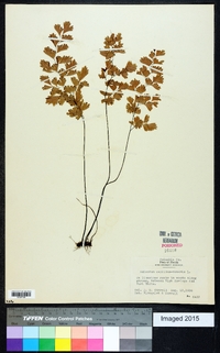 Adiantum capillus-veneris image