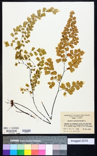 Adiantum capillus-veneris image