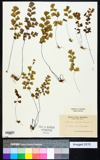 Adiantum capillus-veneris image