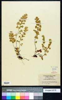 Adiantum capillus-veneris image