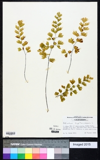 Adiantum capillus-veneris image