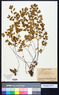 Adiantum capillus-veneris image