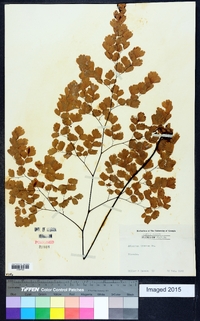 Adiantum tenerum image