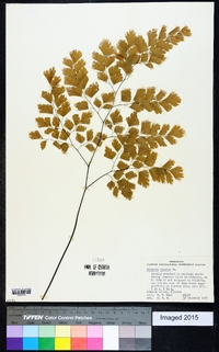 Adiantum tenerum image