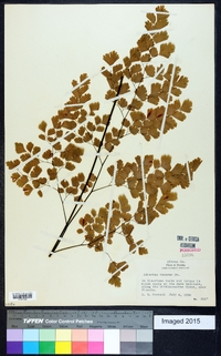 Adiantum tenerum image