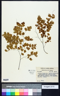 Adiantum tenerum image