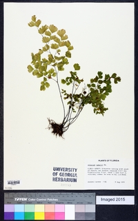 Adiantum tenerum image