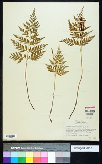 Anemia adiantifolia image