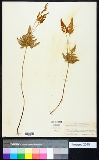 Anemia adiantifolia image