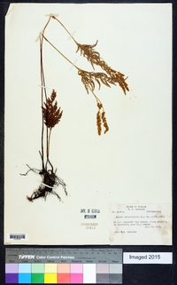 Anemia adiantifolia image