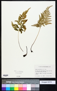 Anemia adiantifolia image